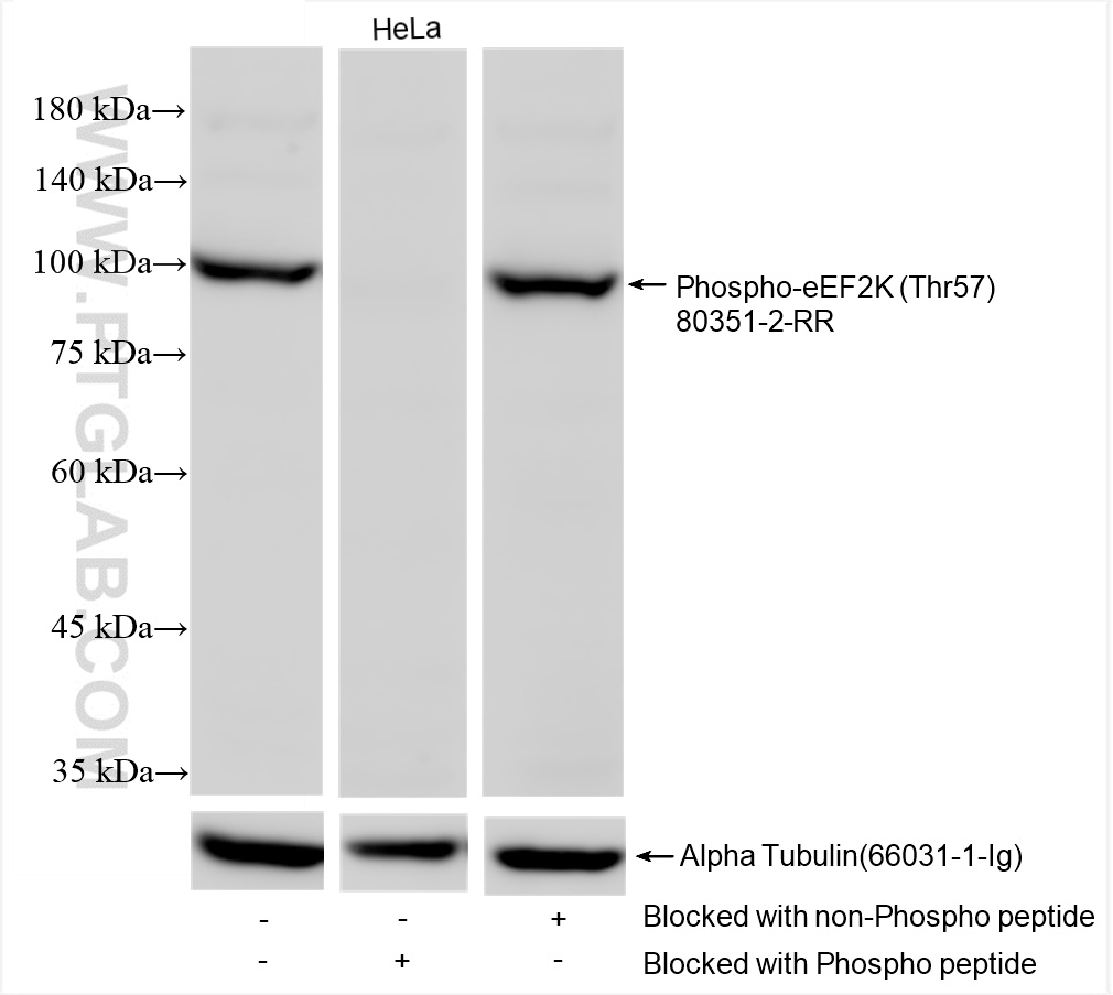 WB analysis using 80351-2-RR (same clone as 80351-2-PBS)