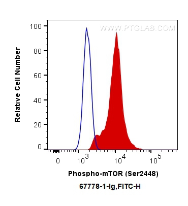 FC experiment of HEK-293 using 67778-1-Ig