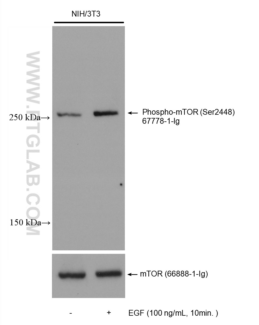 WB analysis using 67778-1-Ig