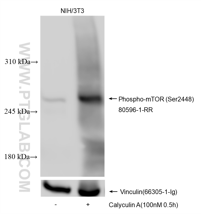 Phospho-mTOR (Ser2448)
