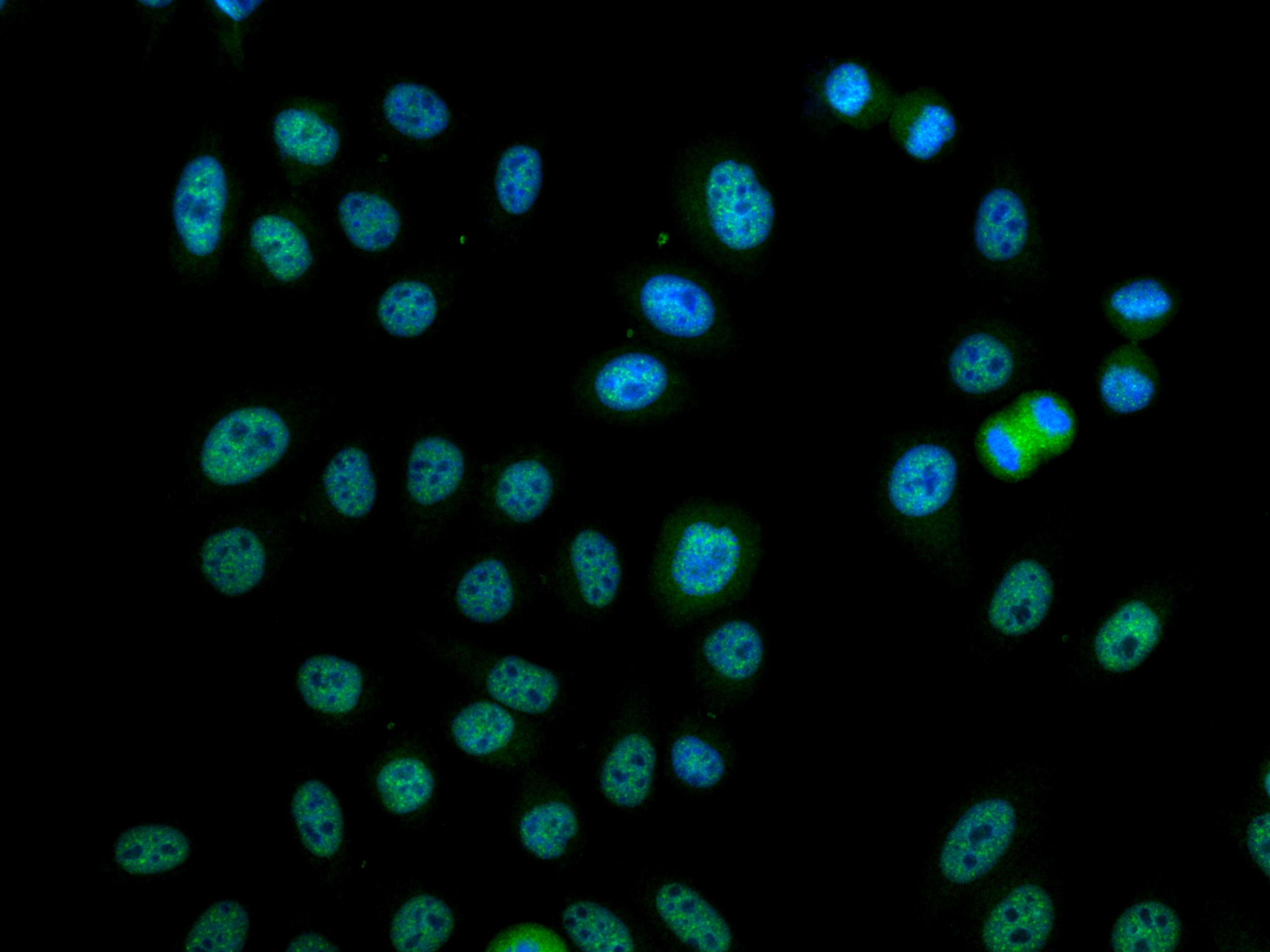 IF Staining of HepG2 using CL488-67778