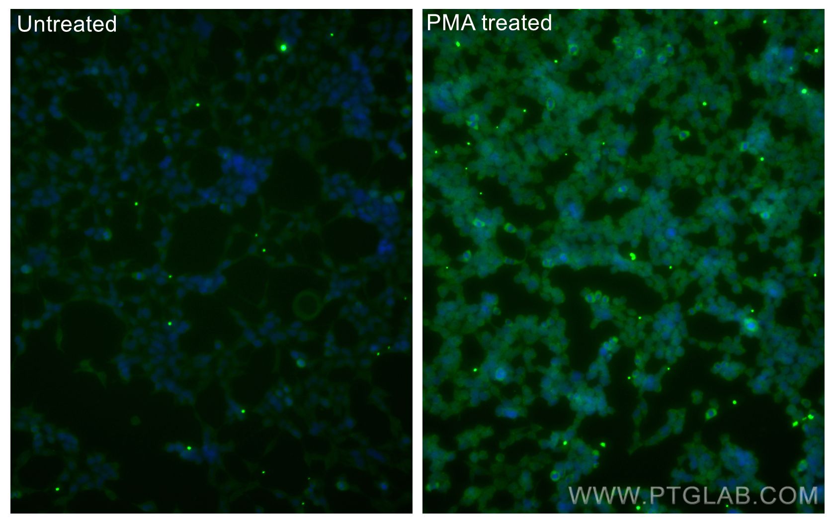 IF Staining of HEK-293 using CL488-80596