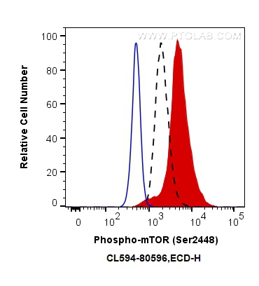 Phospho-mTOR (Ser2448)