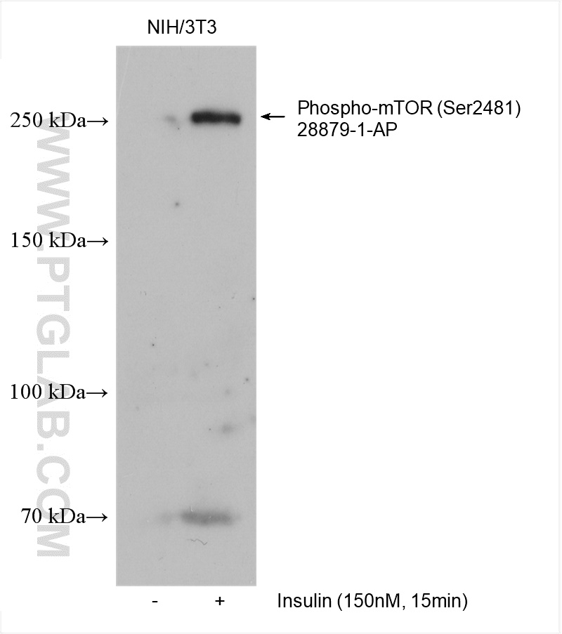 WB analysis using 28879-1-AP