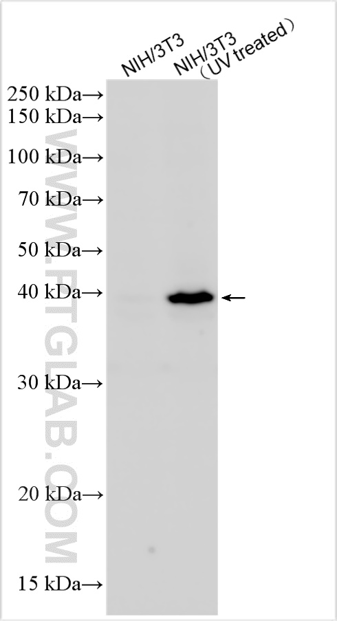 WB analysis using 28796-1-AP