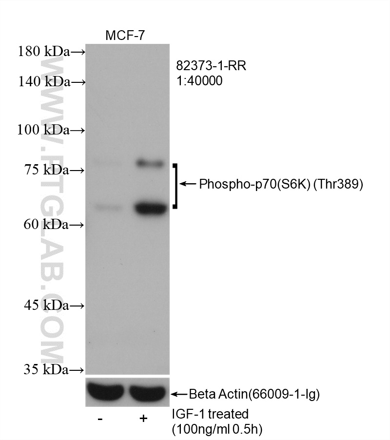 WB analysis of MCF-7 using 82373-1-RR