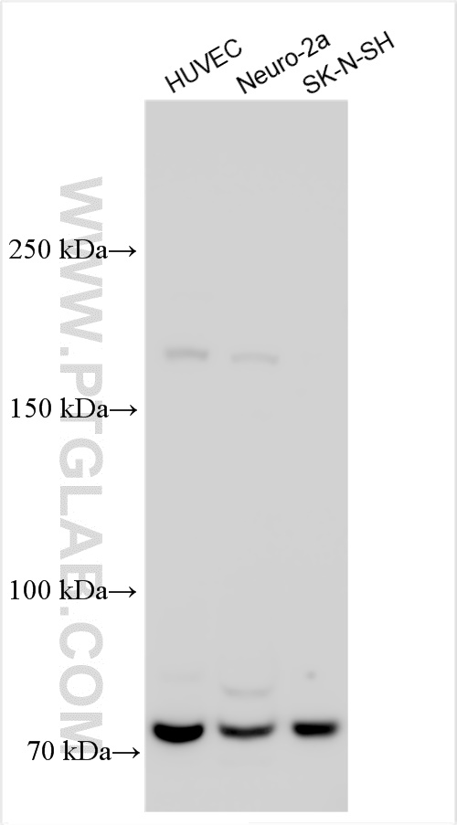 WB analysis using 26205-1-AP