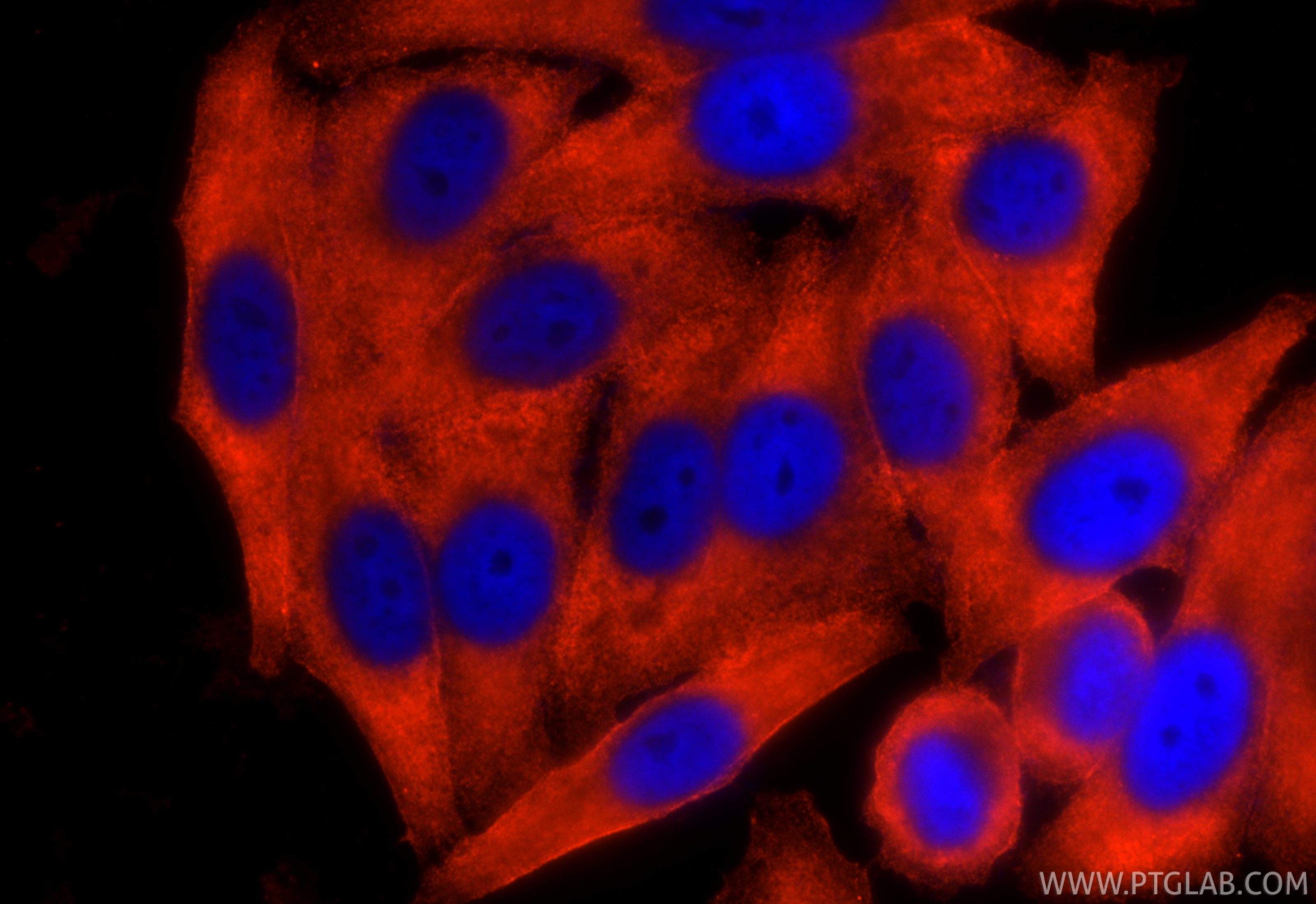 IF Staining of HepG2 using CL594-66399