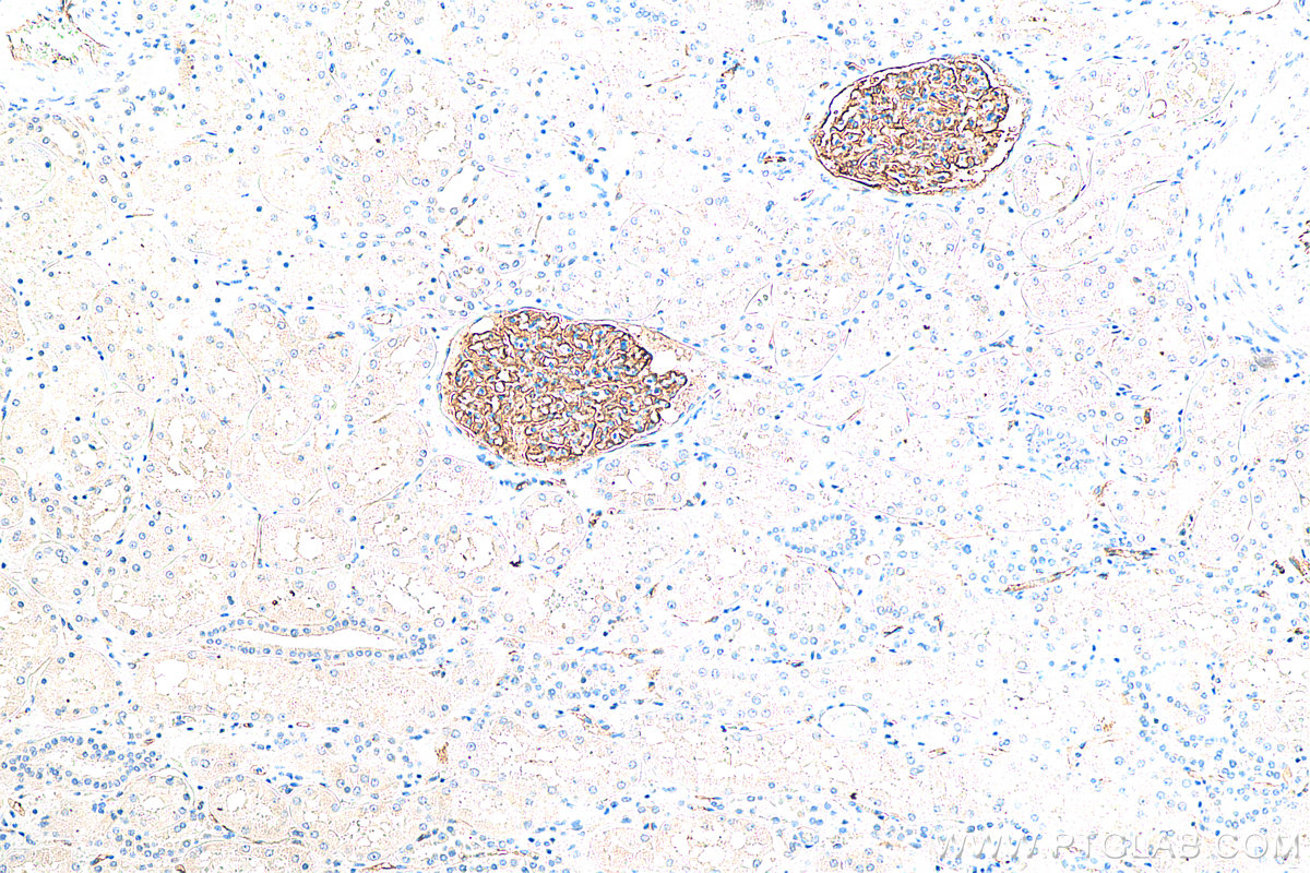 IHC staining of human kidney using 68250-1-Ig (same clone as 68250-1-PBS)