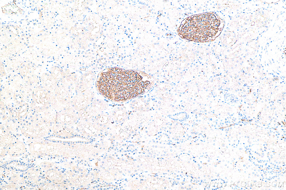 IHC staining of human kidney using 68250-1-Ig