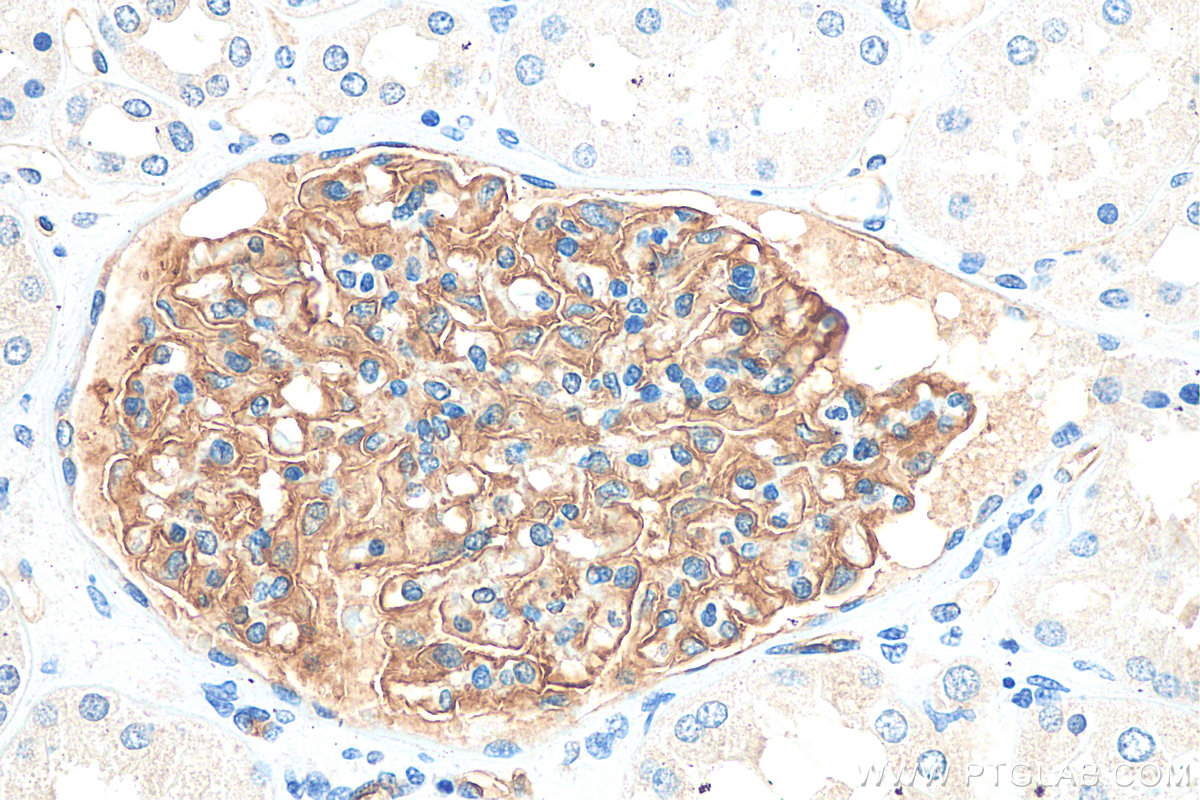 IHC staining of human kidney using 68250-1-Ig (same clone as 68250-1-PBS)