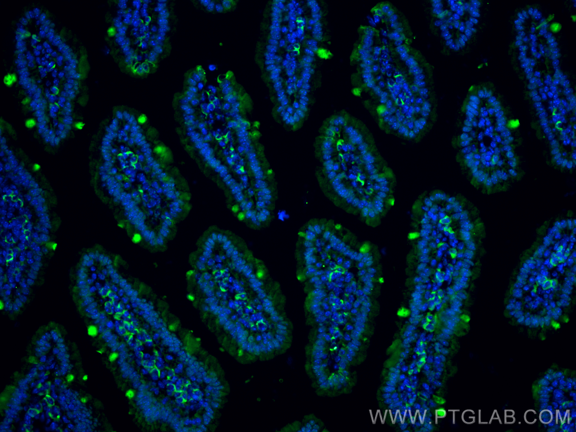 IF Staining of mouse small intestine using 67432-1-Ig