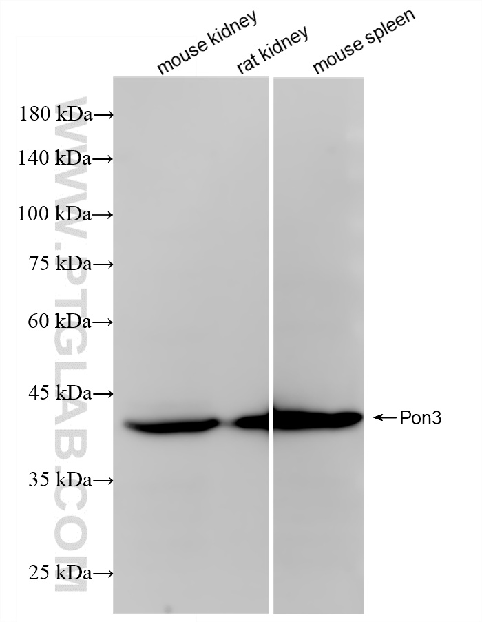 WB analysis using 86577-1-RR