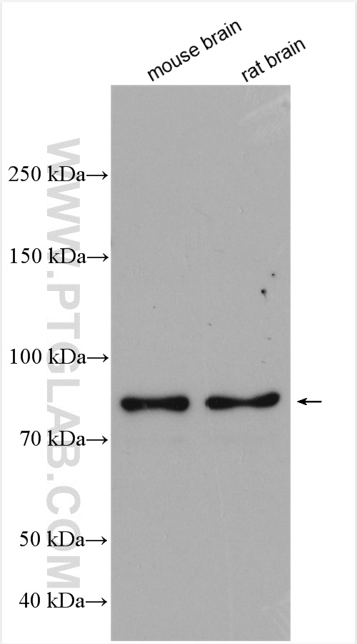 WB analysis using 24936-1-AP