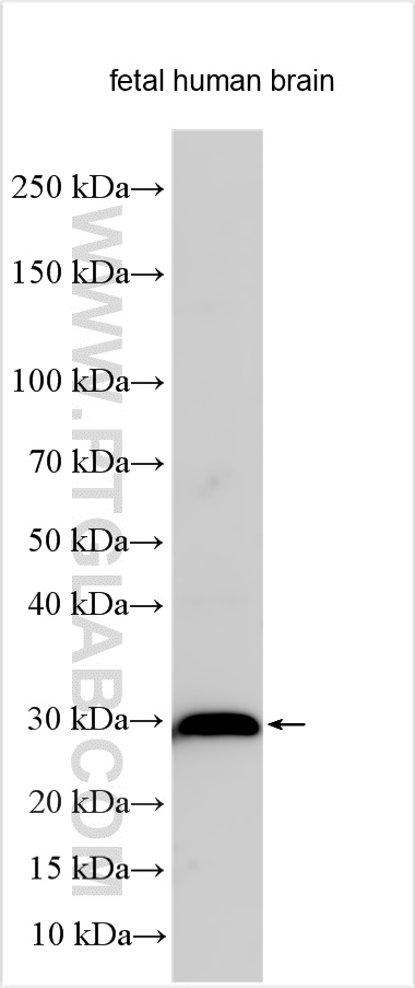 WB analysis using 32272-1-AP
