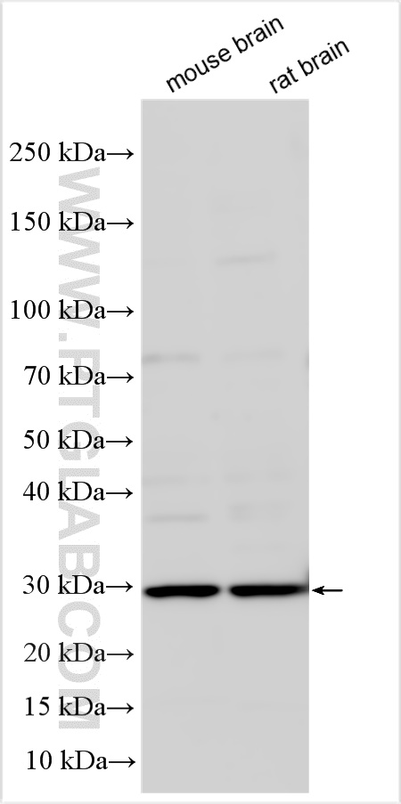 WB analysis using 32272-1-AP