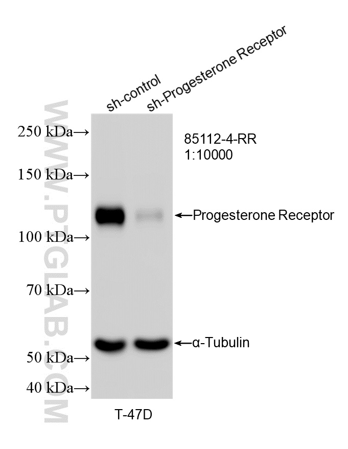 WB analysis of T-47D using 85112-4-RR WB analysis of T-47D using 85112-4-RR