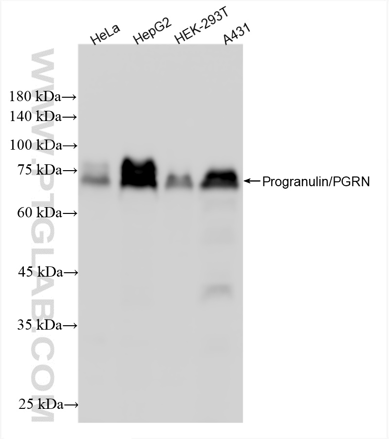 WB analysis using 86118-2-RR