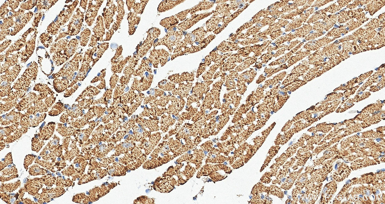 IHC staining of mouse heart using 88442-1-RR IHC staining of mouse heart using 88442-1-RR