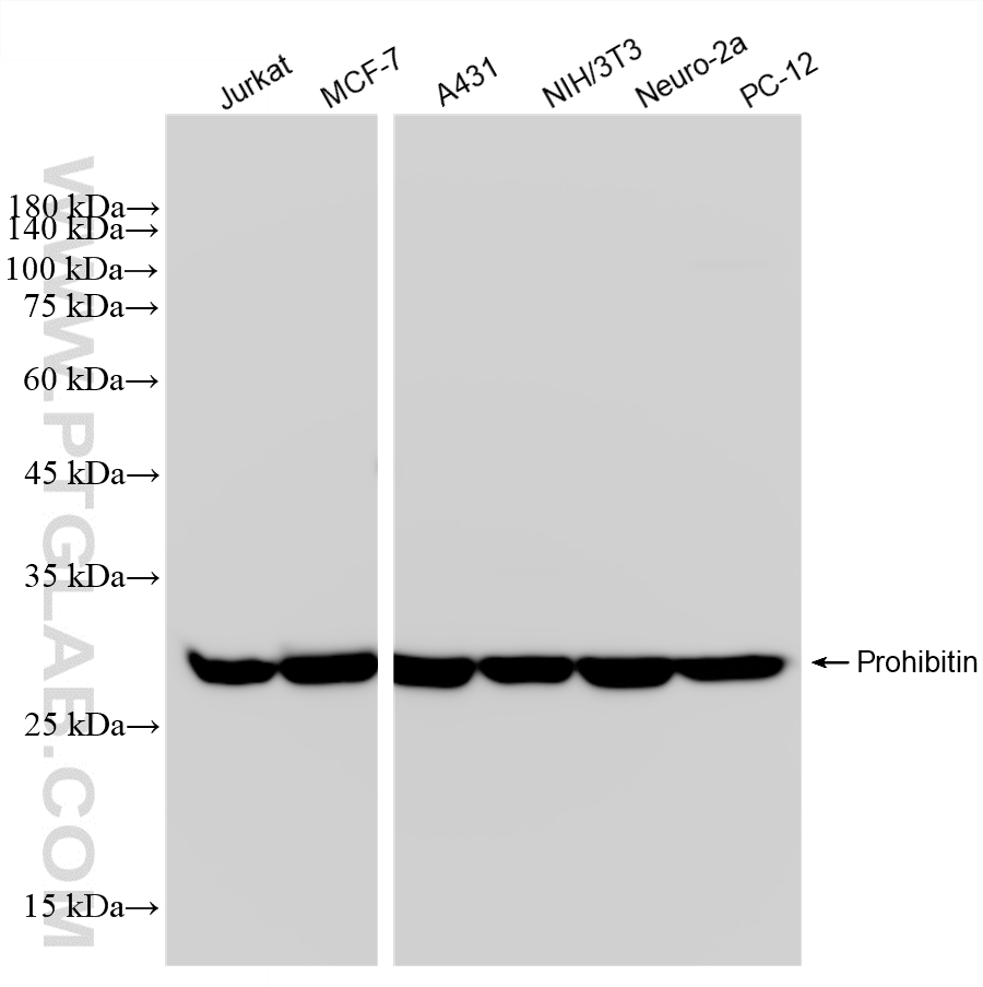 WB analysis using 88442-1-RR WB analysis using 88442-1-RR