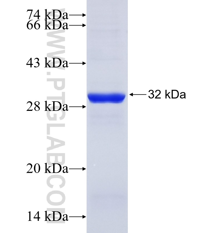 Prohibitin fusion protein Ag16664 SDS-PAGE