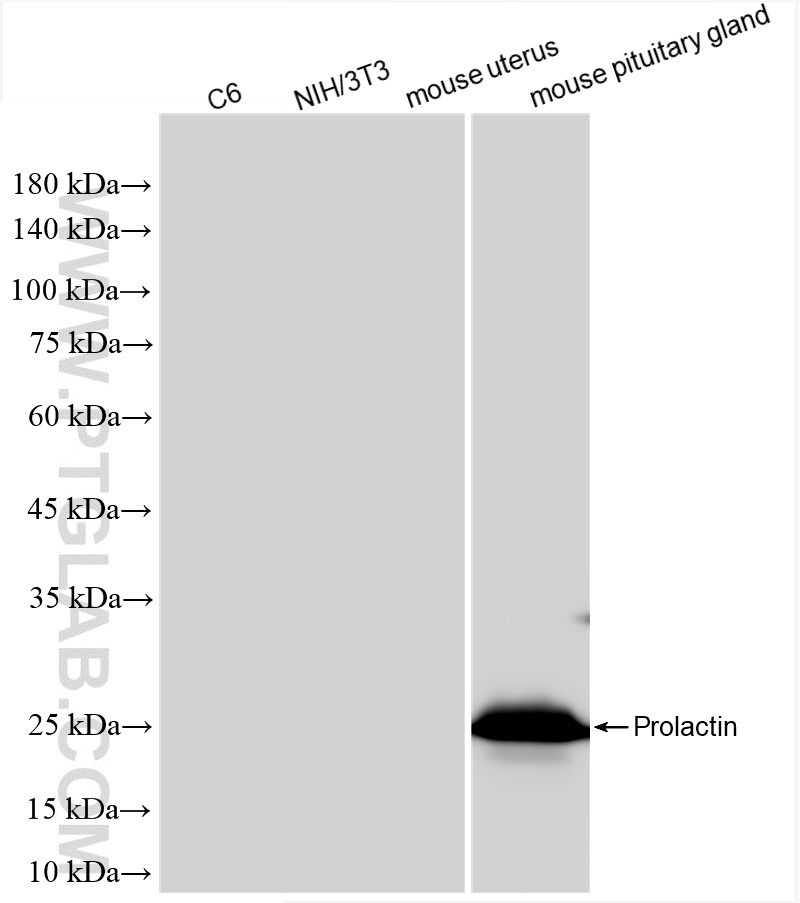 WB analysis using 85765-3-RR (same clone as 85765-3-PBS)