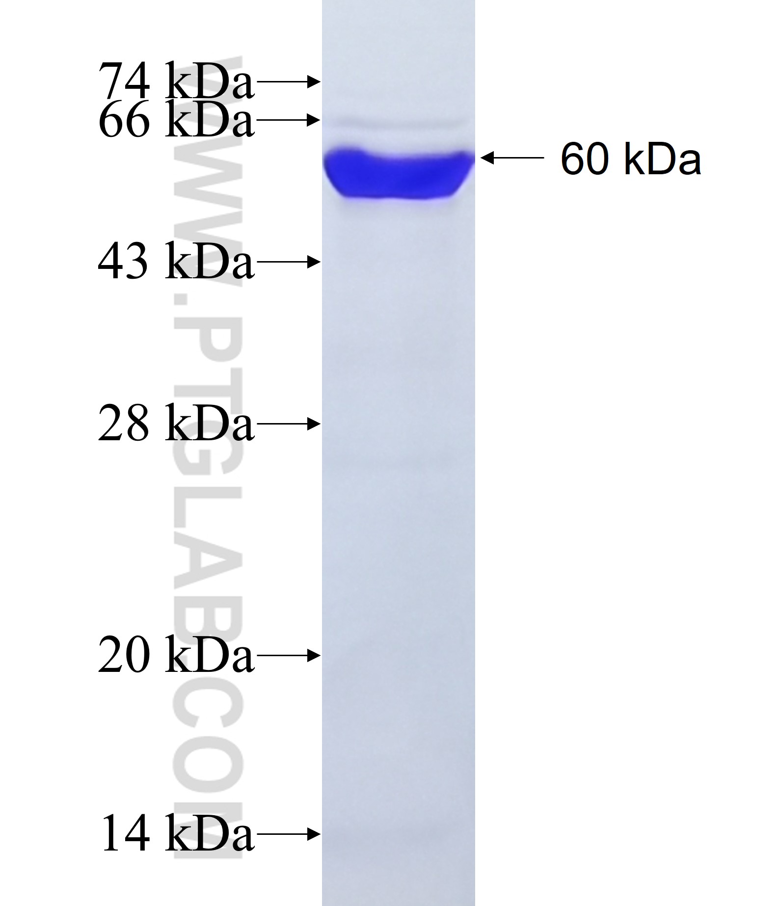 Protein A fusion protein Ag21771 SDS-PAGE Protein A fusion protein Ag21771 SDS-PAGE