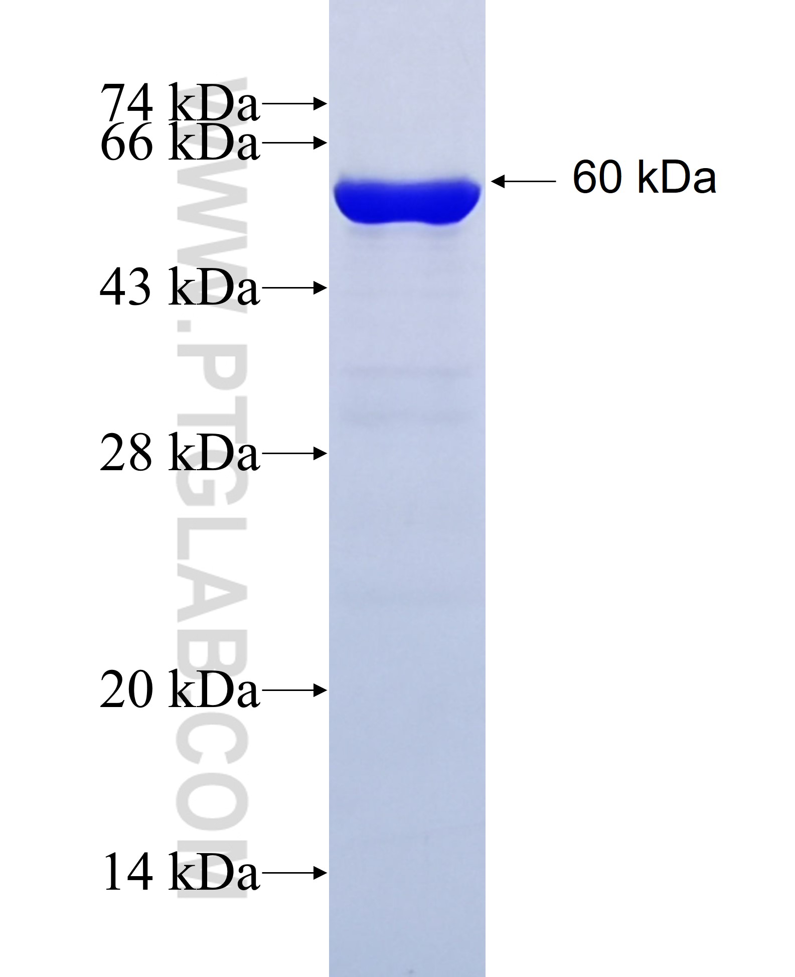 Protein A fusion protein Ag41953 SDS-PAGE