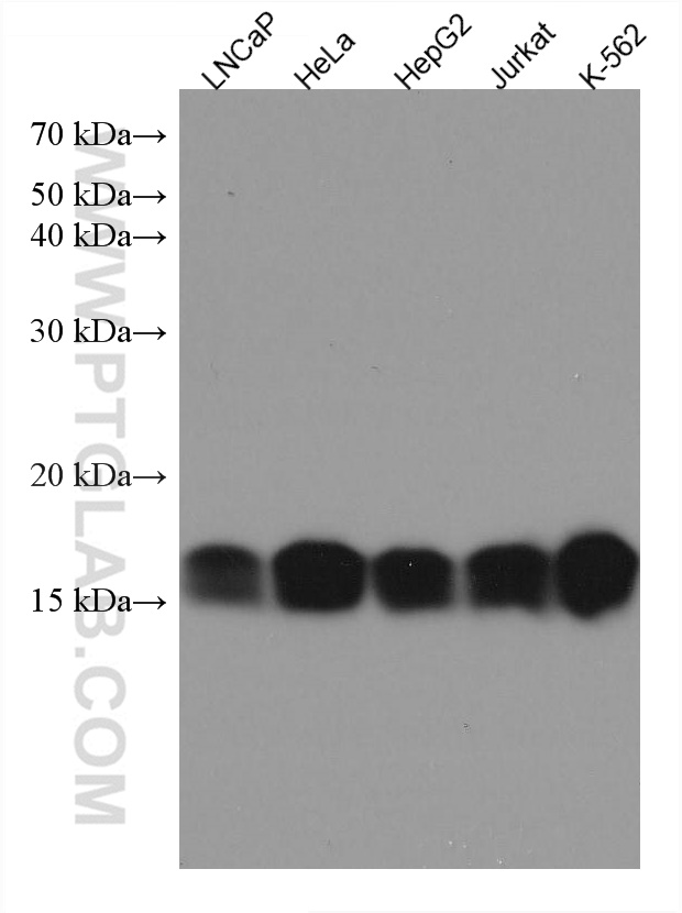 WB analysis using 67599-1-Ig