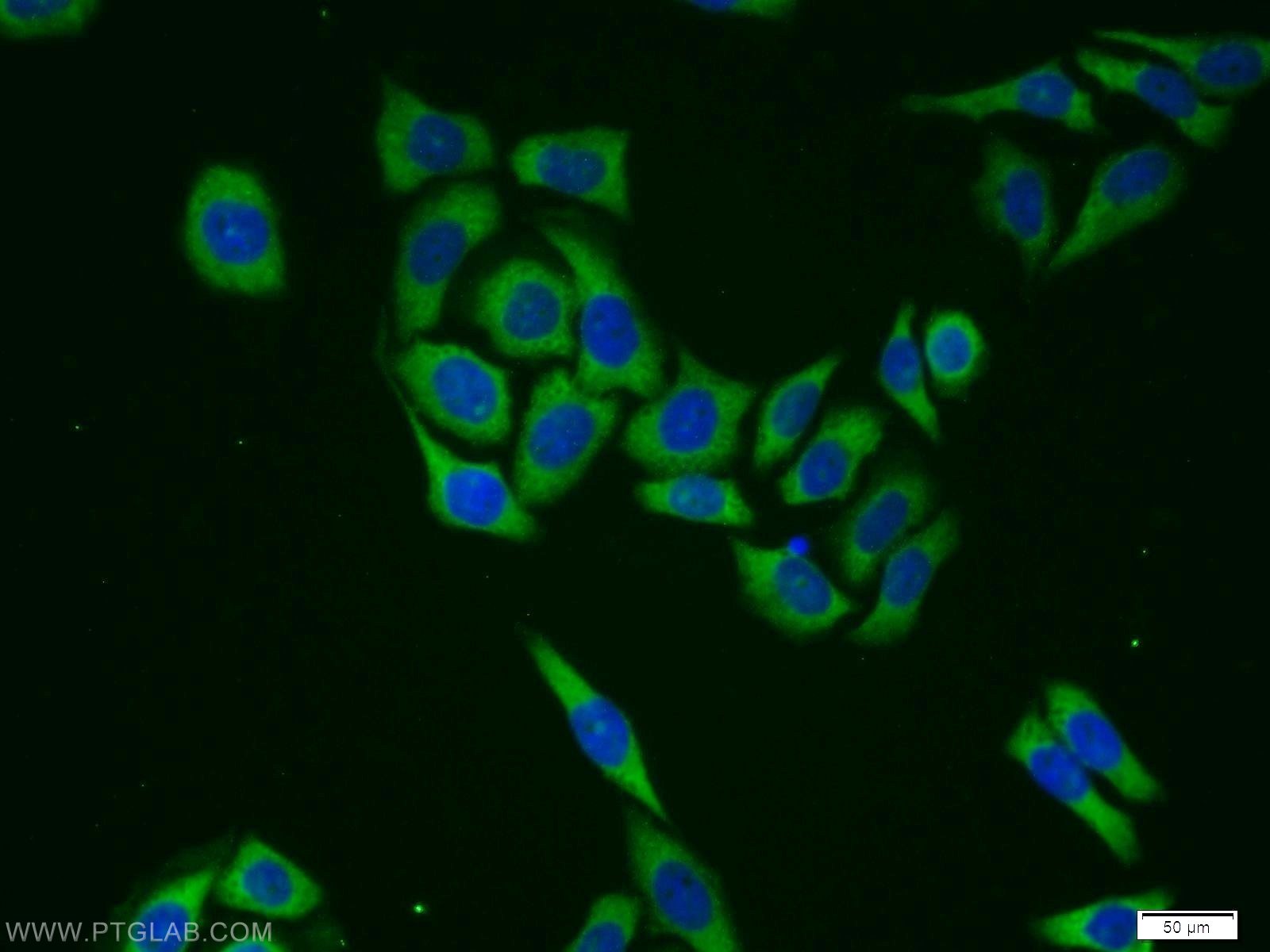 IF Staining of PC-3 using 12645-1-AP