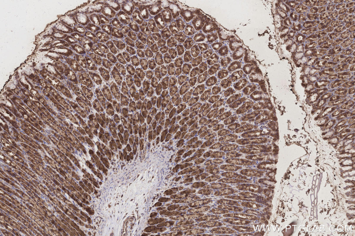 IHC staining of rat stomach using 12645-1-AP IHC staining of rat stomach using 12645-1-AP