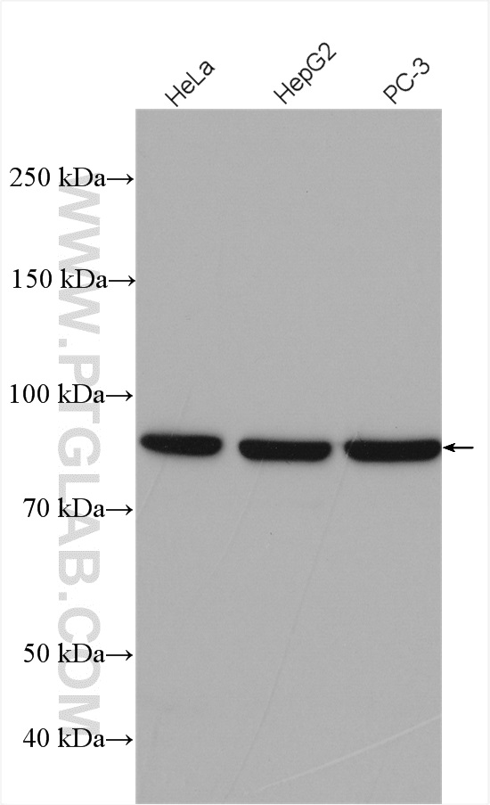 WB analysis using 12645-1-AP