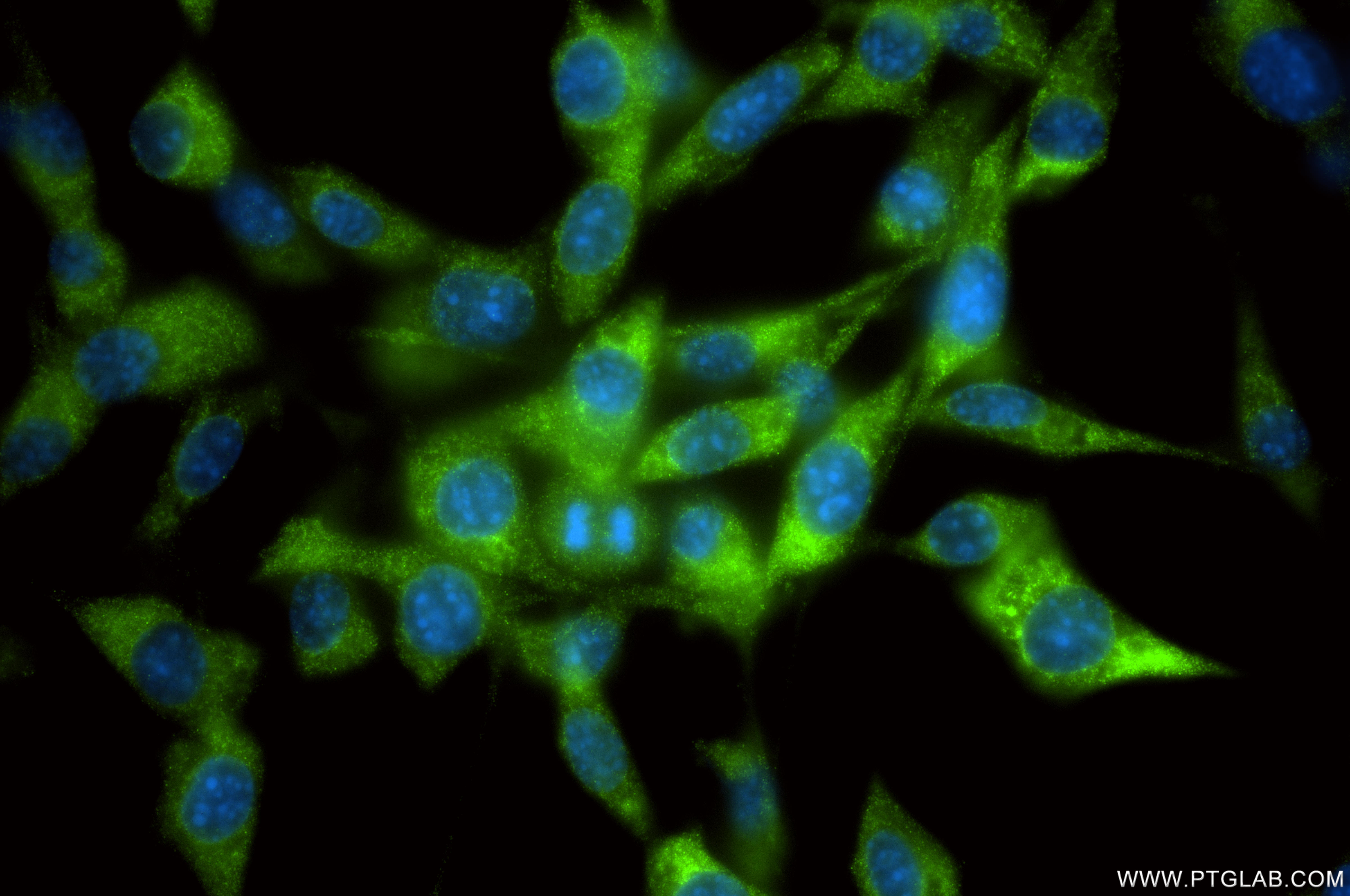 IF Staining of NIH/3T3 using 86333-3-RR