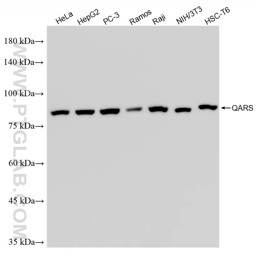 WB analysis using 86333-3-RR