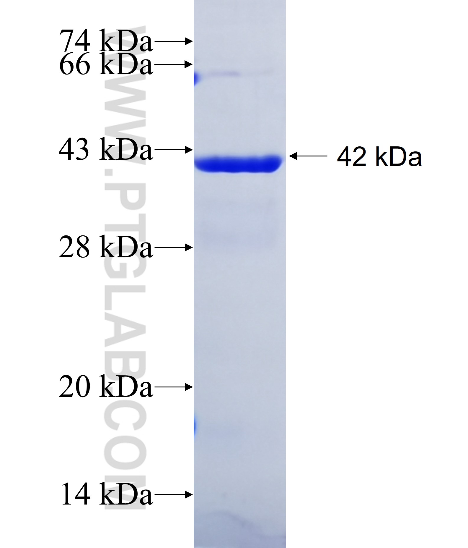QPCTL fusion protein Ag39921 SDS-PAGE