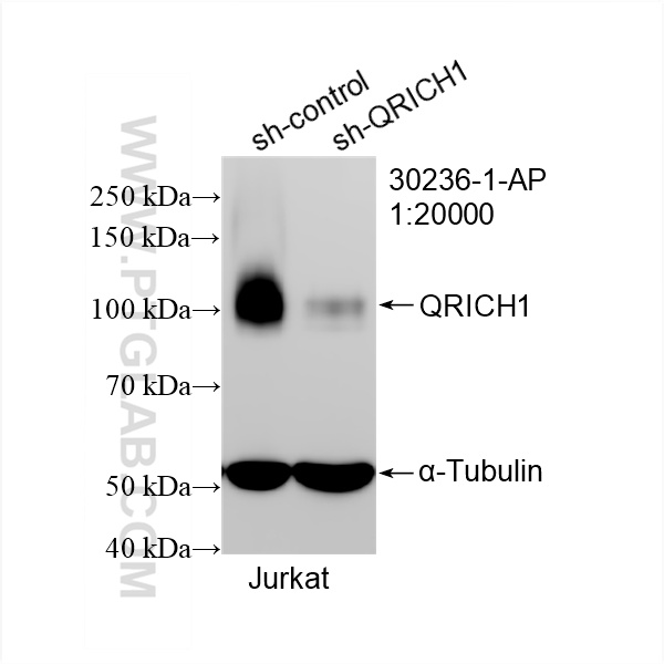WB analysis of Jurkat using 30236-1-AP