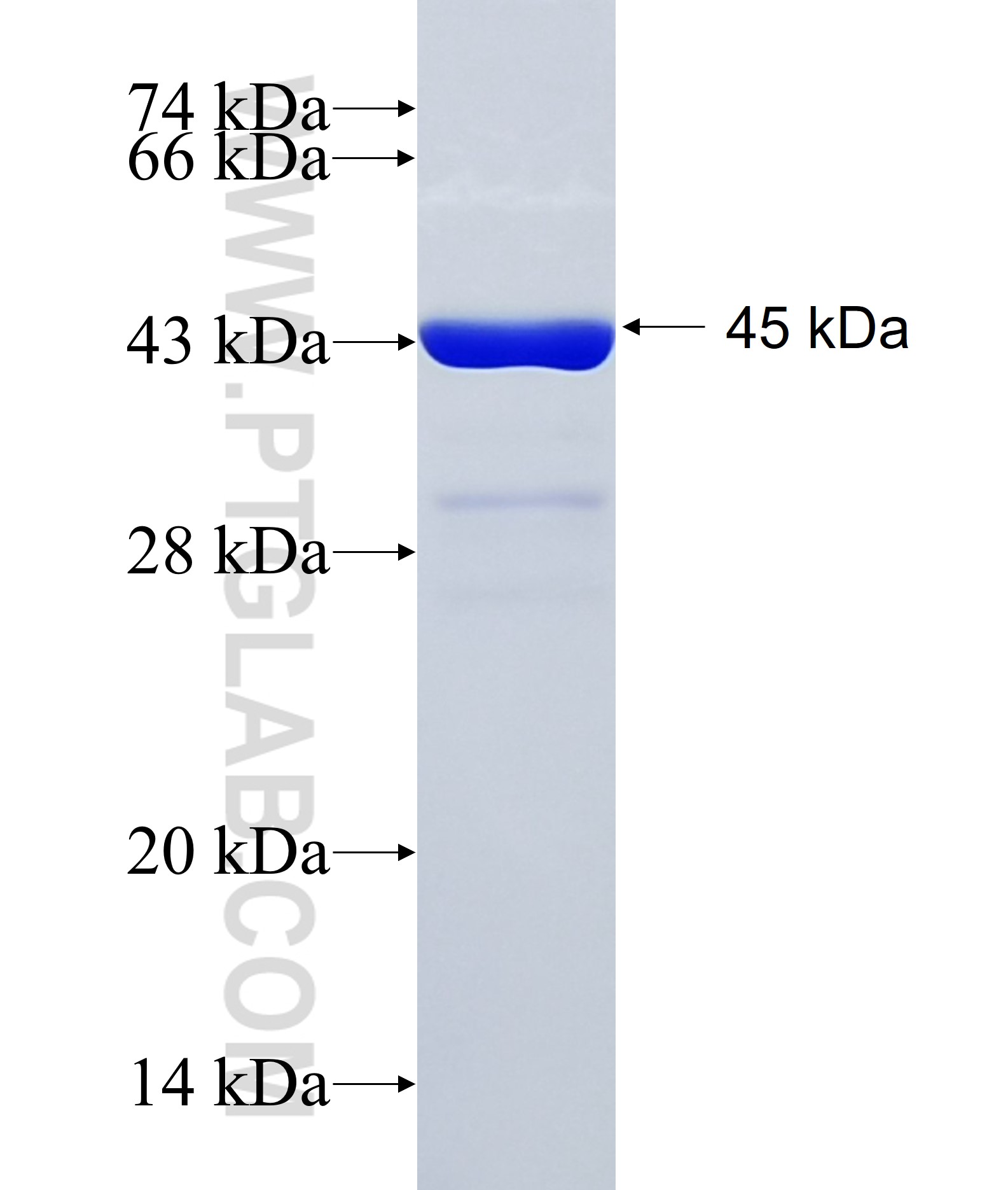 QRICH2 fusion protein Ag35207 SDS-PAGE