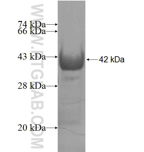 QRSL1 fusion protein Ag8832 SDS-PAGE