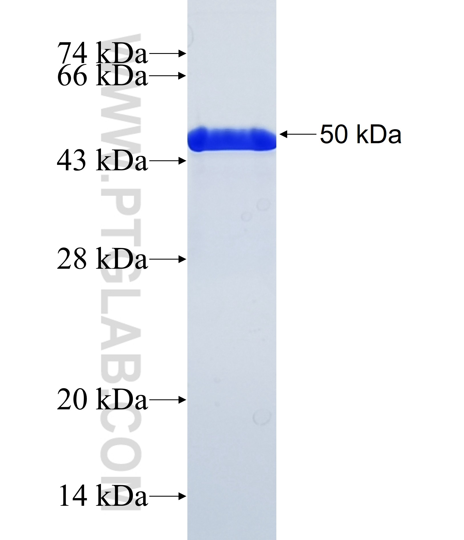 QSOX2 fusion protein Ag36931 SDS-PAGE QSOX2 fusion protein Ag36931 SDS-PAGE