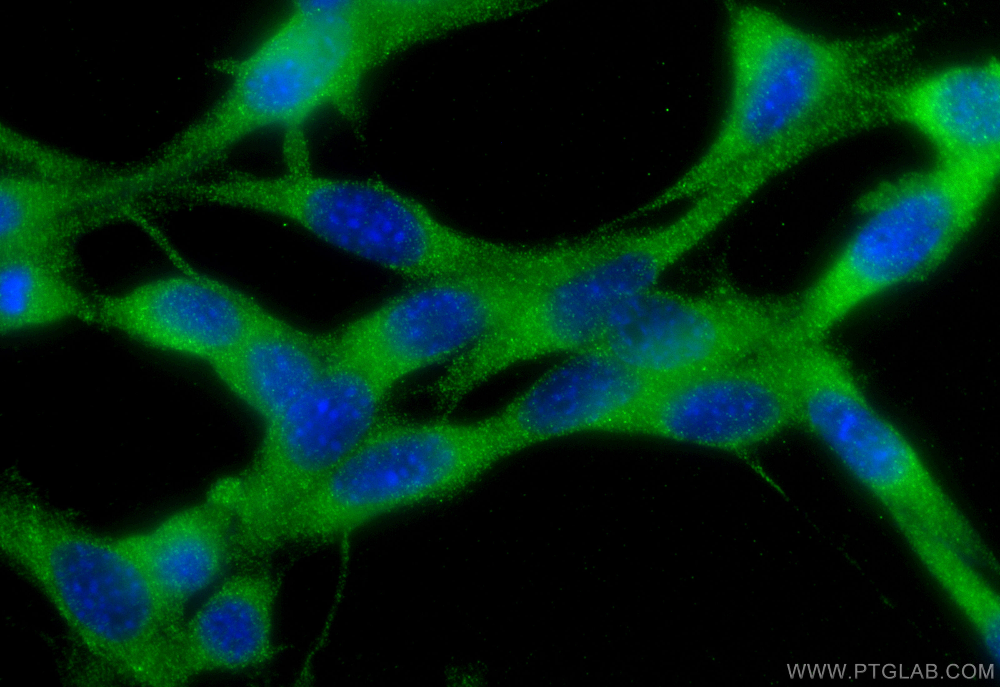 IF Staining of NIH/3T3 using 27094-1-AP