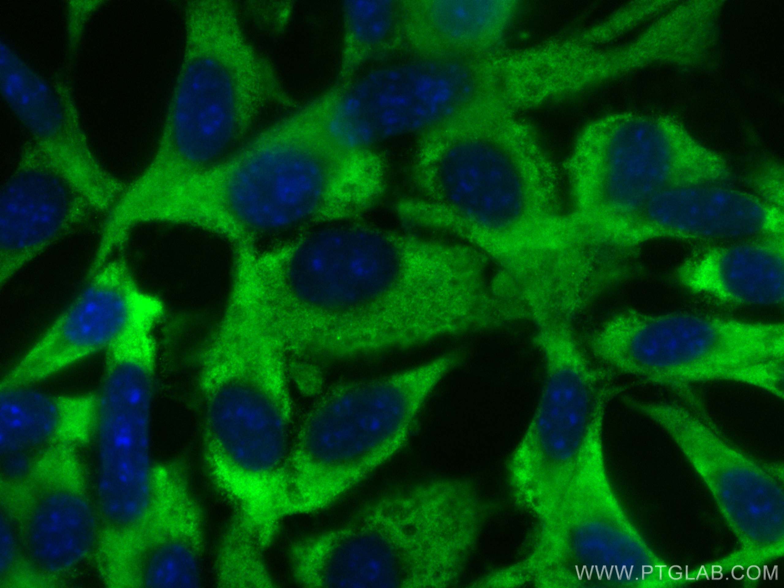 IF Staining of NIH/3T3 using CL488-11808