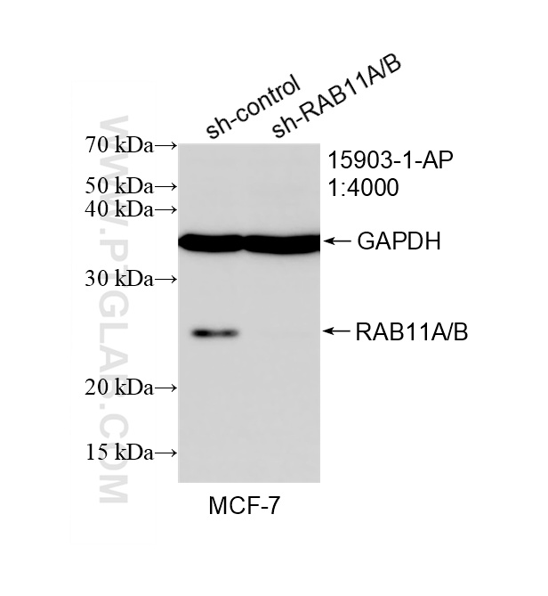 WB analysis of MCF-7 using 15903-1-AP