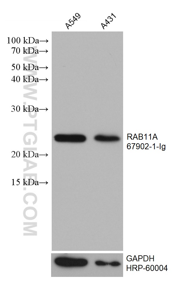 WB analysis using 67902-1-Ig