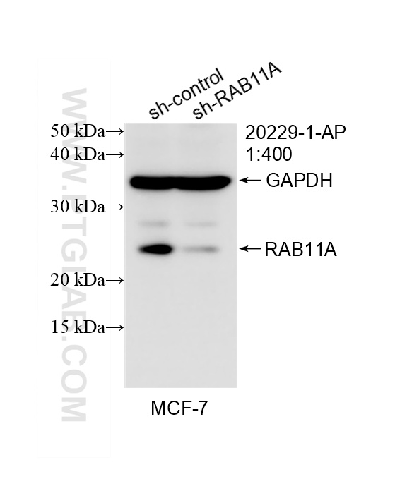 WB analysis of MCF-7 using 20229-1-AP