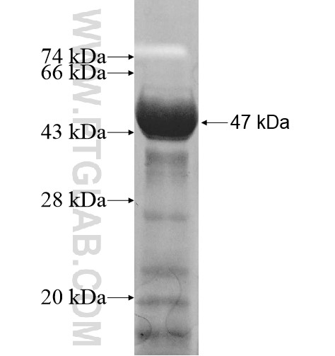 RAB11FIP2 fusion protein Ag12736 SDS-PAGE