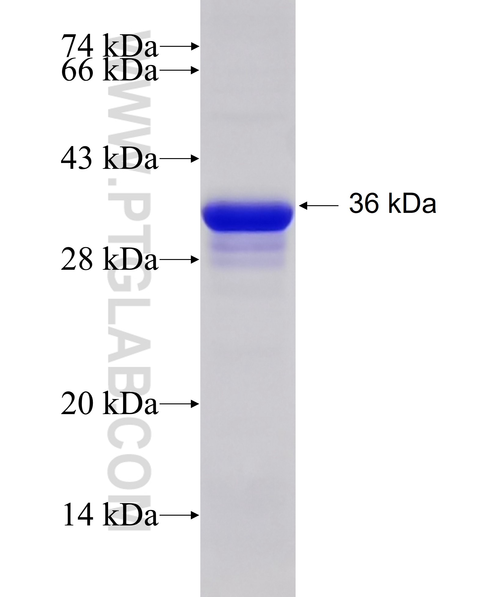 RAB11FIP5 fusion protein Ag6133 SDS-PAGE