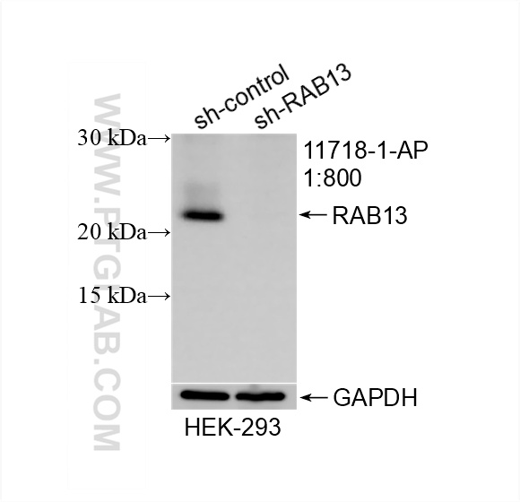 WB analysis of HEK-293 using 11718-1-AP (same clone as 11718-1-PBS)