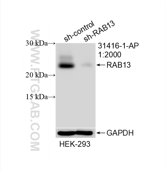WB analysis of HEK-293 using 31416-1-AP