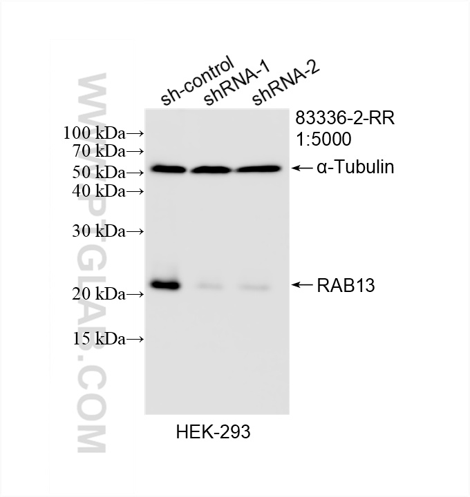 WB analysis of HEK-293 using 83336-2-RR (same clone as 83336-2-PBS)