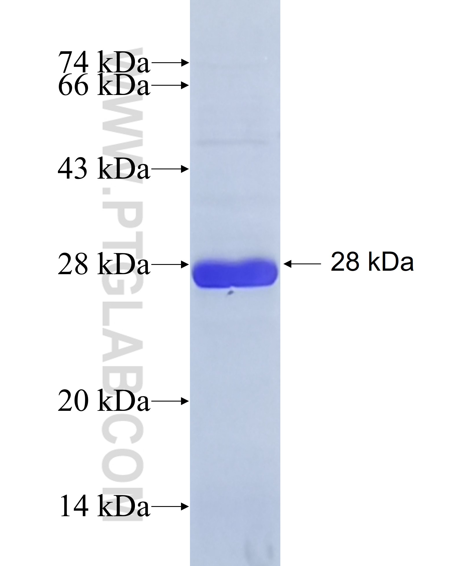 RAB14 fusion protein Ag8167 SDS-PAGE